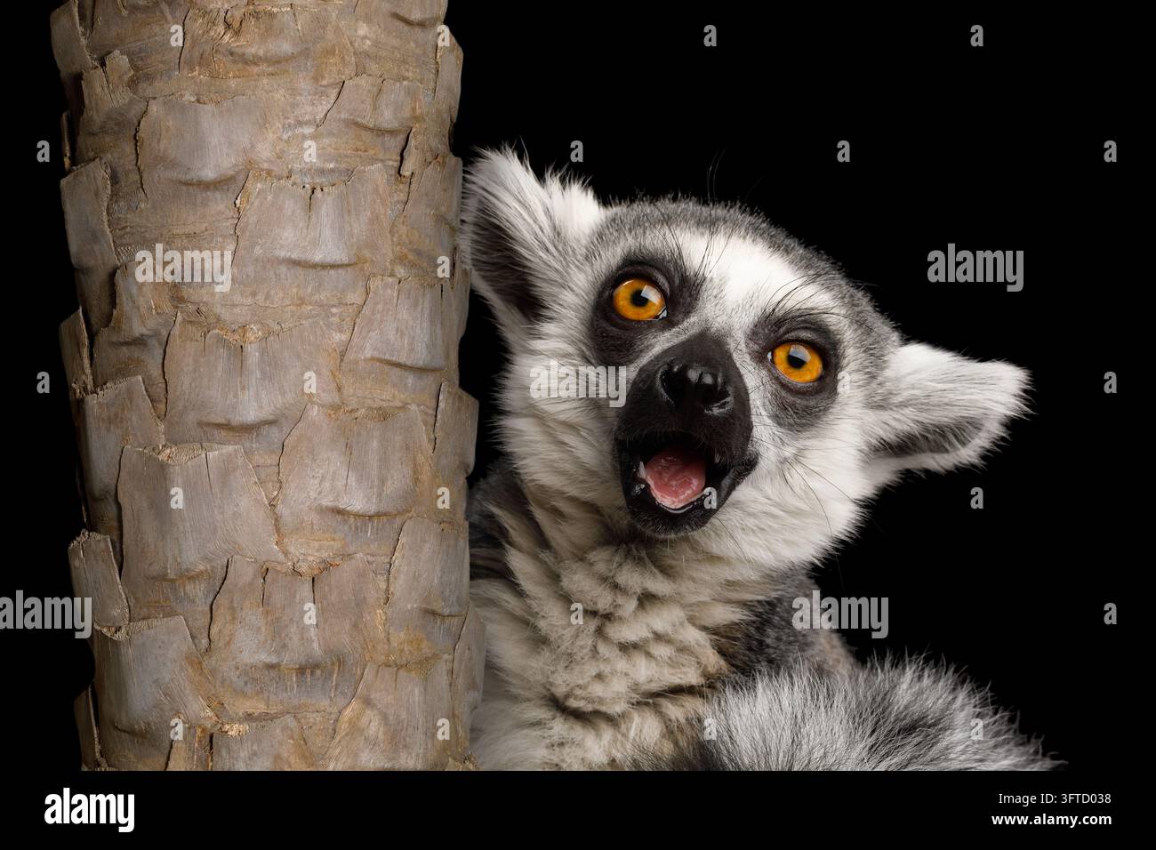 Überraschter Ringkakal, der mit offenem Mund und weit aufgerissenen orangefarbenen Augen hinter dem Stamm einer Palme hervorlugt, schockierter, erstaunter Ausdruck, lustiges Wow-Gesicht, exoti Stockfoto