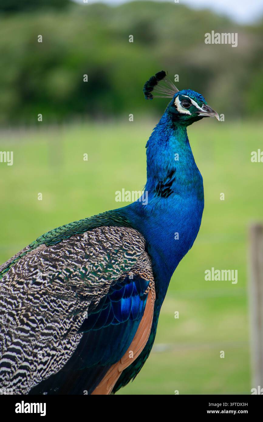 Ein Pfau steht in Auckland, Neuseeland. Seine bunten Federn werden gezeigt, während er sich bewegt. Der Hintergrund zeigt grünes Gras und Bäume Stockfoto