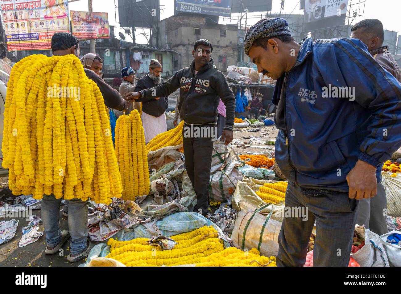 Männer in Jacken tragen und inspizieren Bündel gelber Ringelblumen-Girlanden zwischen Säcken auf einem Freiluftblumenmarkt, West Bengal, Kalkutta, Indien Stockfoto