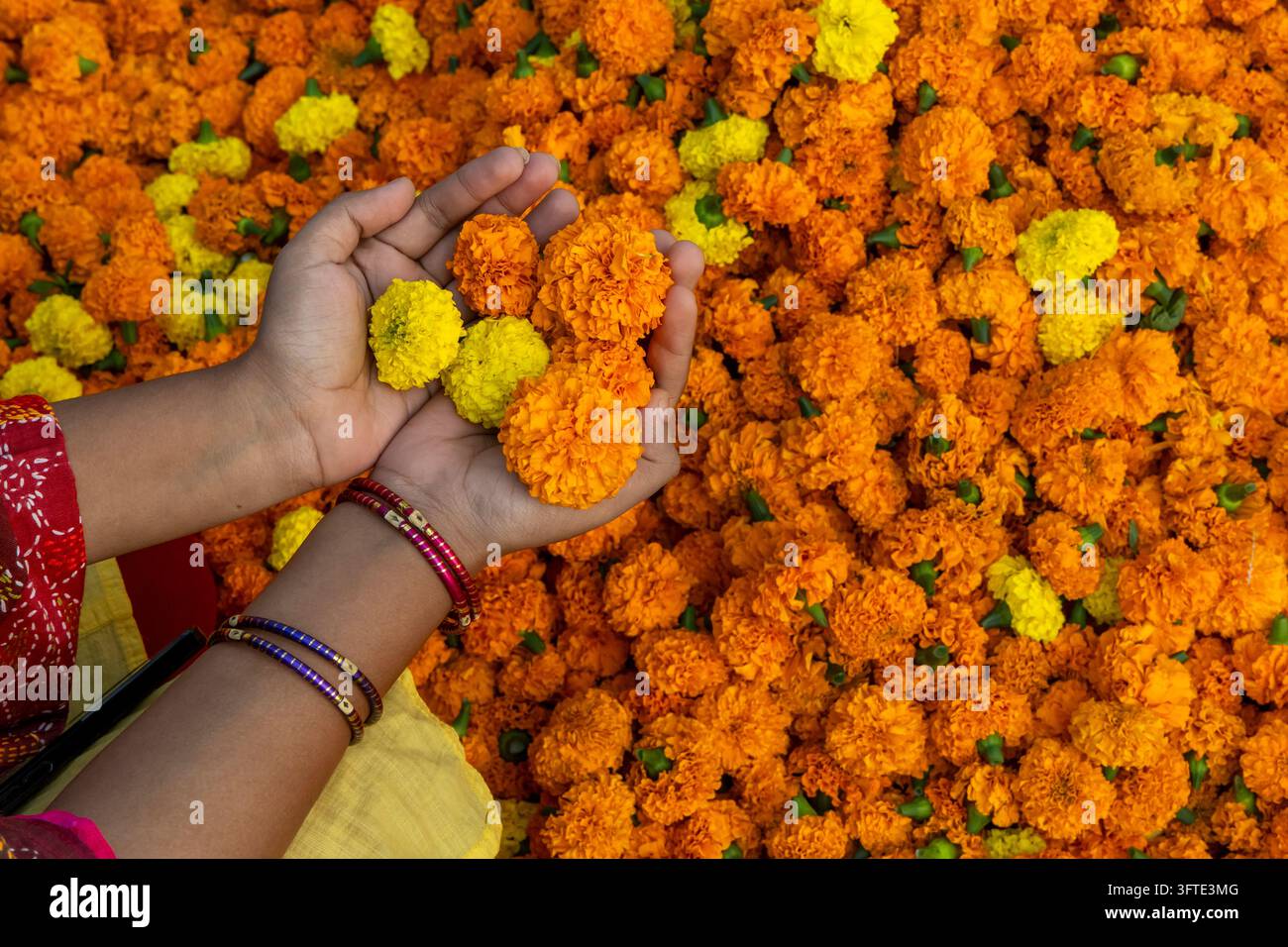 Oberblick auf Hände mit farbigen Armreifen, die orange und gelbe Ringelblumenköpfe auf dem Blumenmarkt in West Bengal, Kalkutta, Indien halten Stockfoto