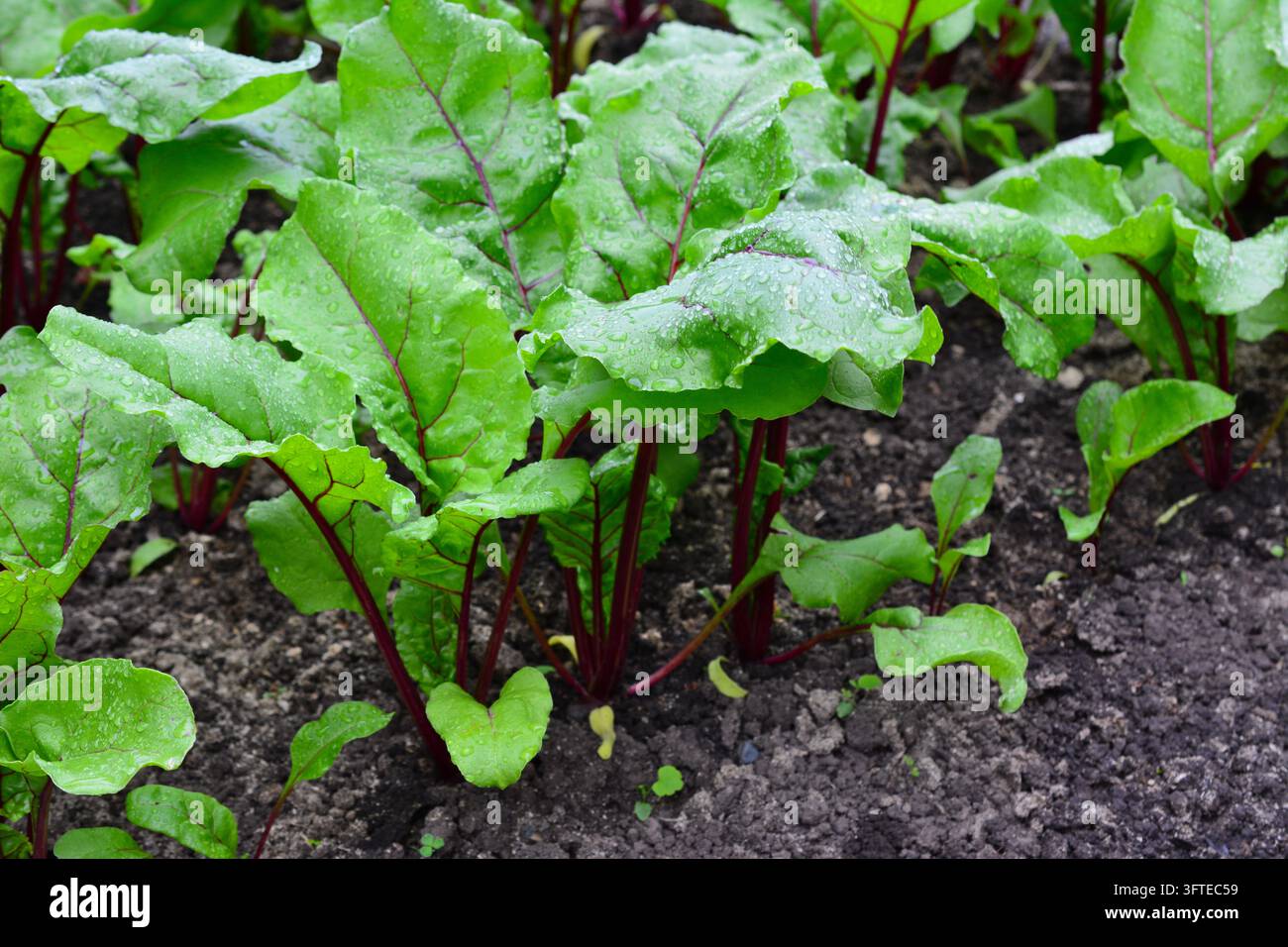 Rübenpflanzen, die in Gartenerde wachsen, Frontansicht Stockfoto