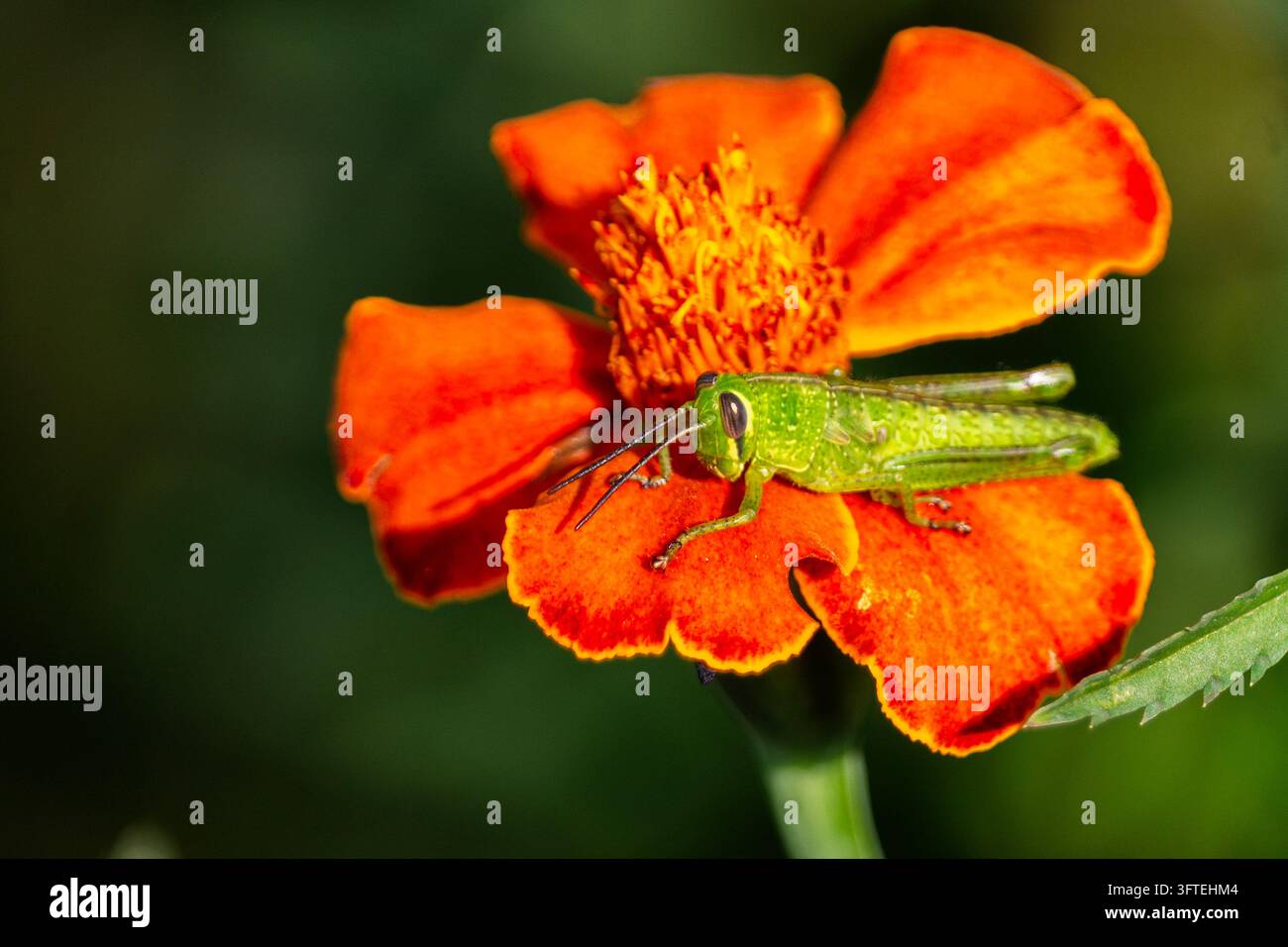 Grashüpfer sonnt sich auf dem Blütenkelch Stockfoto