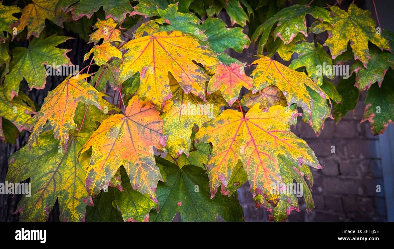 Satte Herbst-Ahornblätter zeigen lebendige gelb-grüne und orangefarbene saisonale Farbübergänge. - Smartphone-aufgenommenes Stockfoto