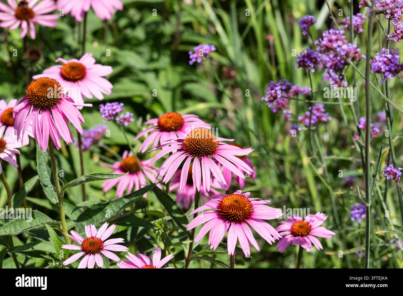 Lila Sonnenhut, Echinacea purpurea, Nahaufnahme in einem Sommergarten Stockfoto