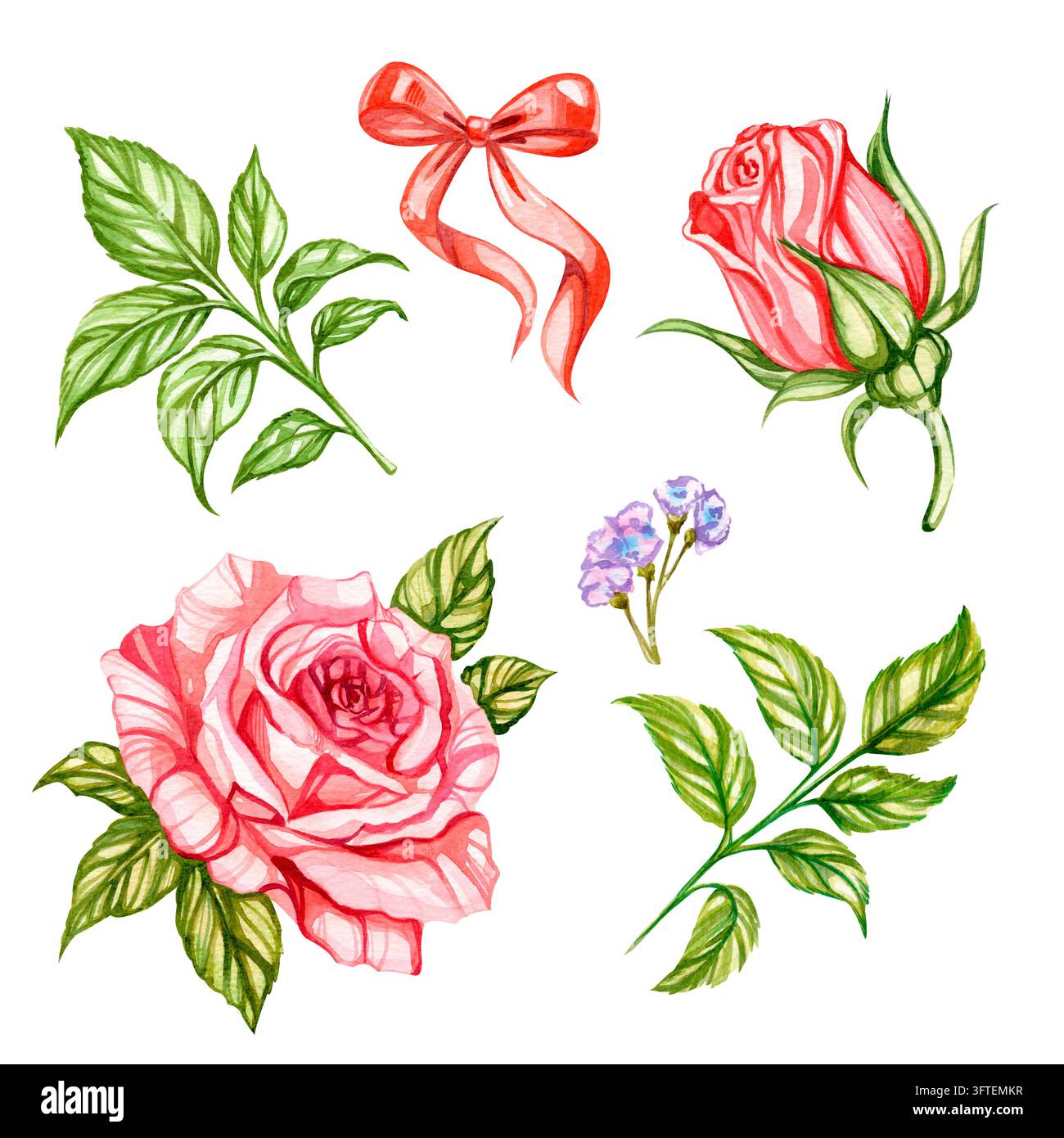 Aquarellrosen blühen in zarten Rosatönen. Grüne Blätter umrahmen zarte Blütenblätter mit sanften Pinselstrichen. Eine Schleife verleiht dem Blumendesign romantischen Charme Stockfoto