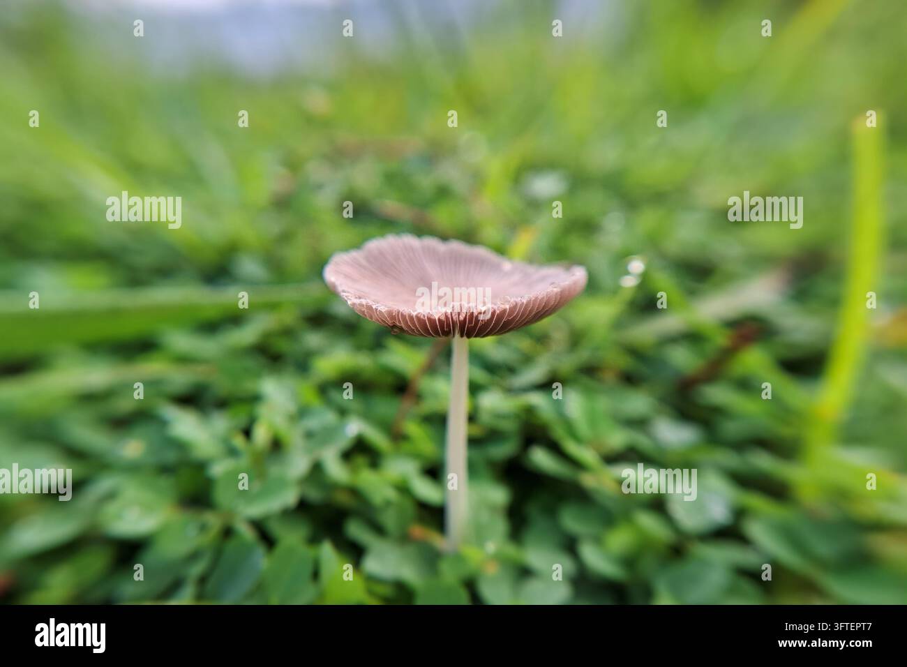 Kleine gefaltete Regenschirmpilze, die sich vor einem verschwommenen grünen Rasenhintergrund abheben und in einem Makroaufnahme die schöne natürliche Symmetrie zeigen. Stockfoto