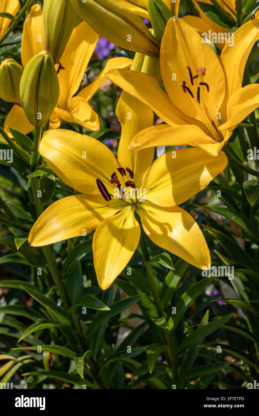 Gelbe Lilien (Lilium Gironde) Blüten und Knospen blühen an Stängeln im Sommergarten Stockfoto