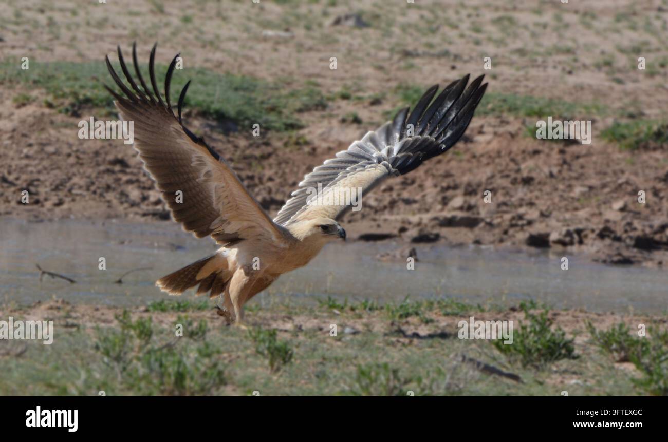 Habichtadler Aquila rapax, helle Morphe, landet mit ausgebreiteten Flügeln und ausgestreckten Krallen am Wasserloch, bereit zur Landung, Kgalagadi Transfrontier Park Stockfoto