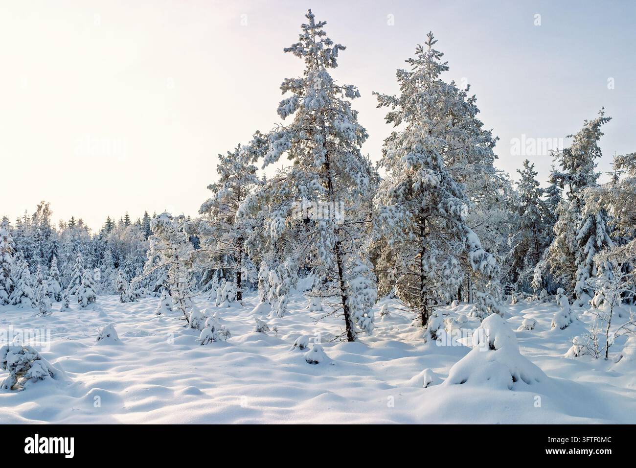 Winterwaldlandschaft mit schneebedeckten Nadelbäumen im weichen Sonnenlicht und tiefem frischem Schnee, der den Waldboden bedeckt Stockfoto