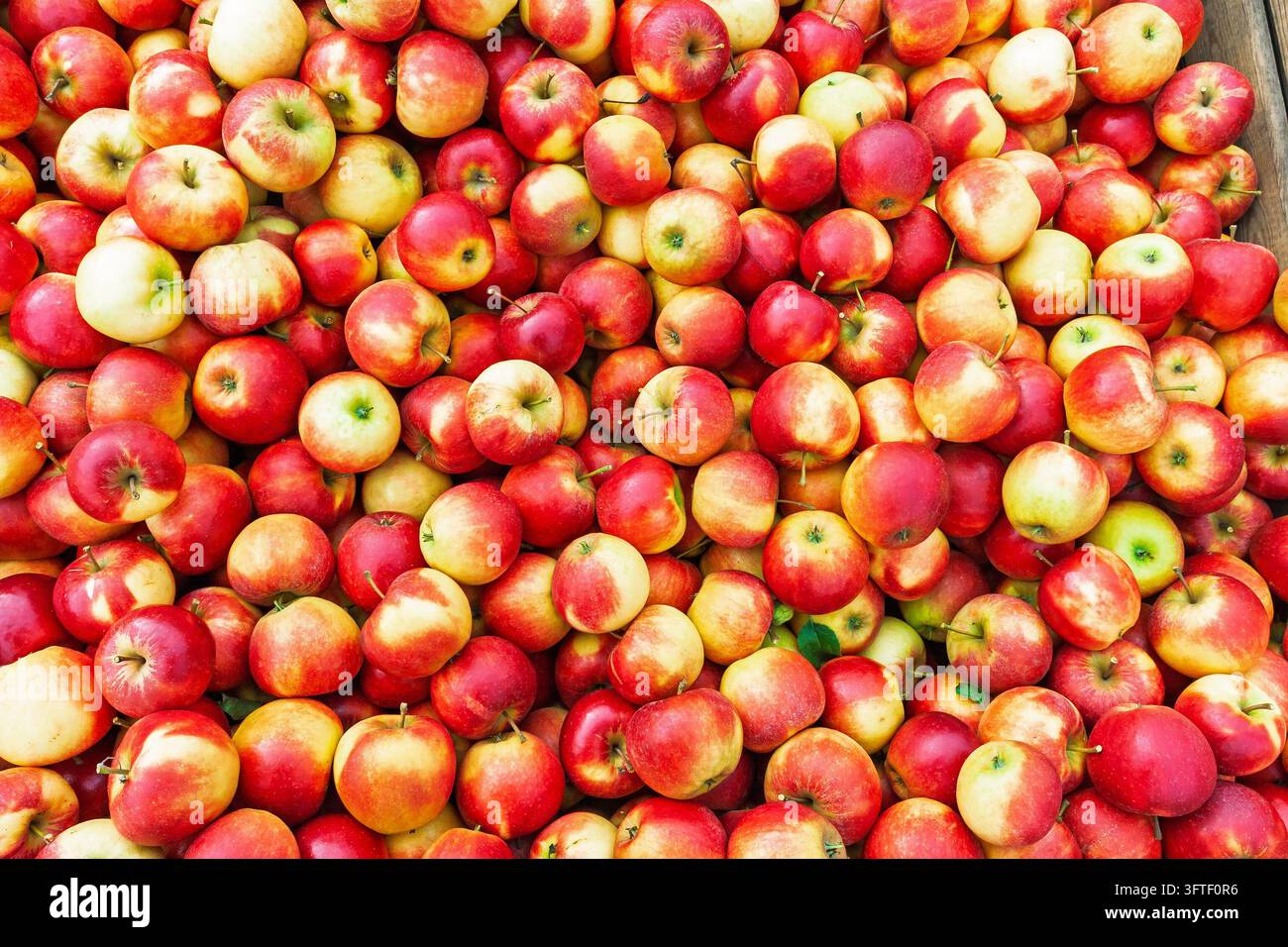 Frisch geerntete rote und gelbe Äpfel Stockfoto