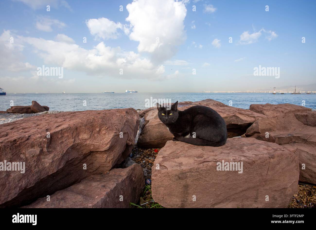 Schwarze streunende Katze sitzt auf Küstenfelsen am Meer in Izmir, Türkei Stockfoto