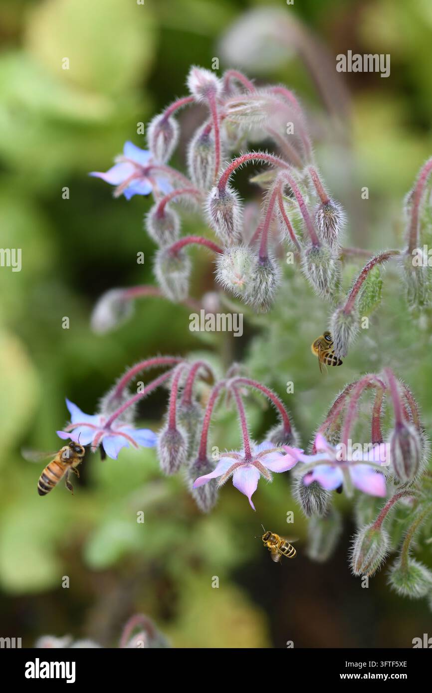 Geschäftige Bienen auf Blumen Stockfoto