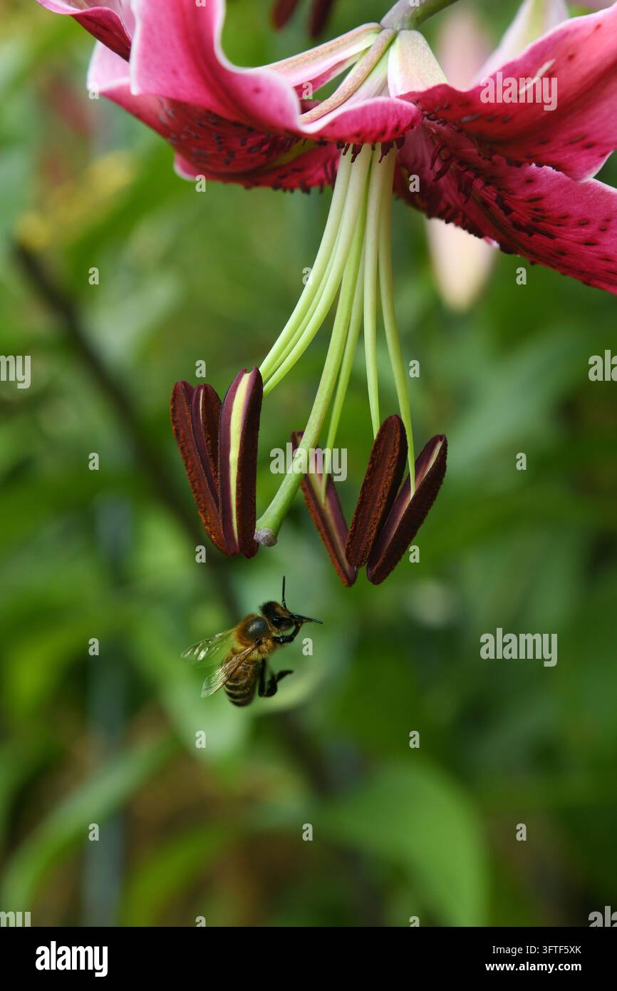 Lily und Biene Stockfoto