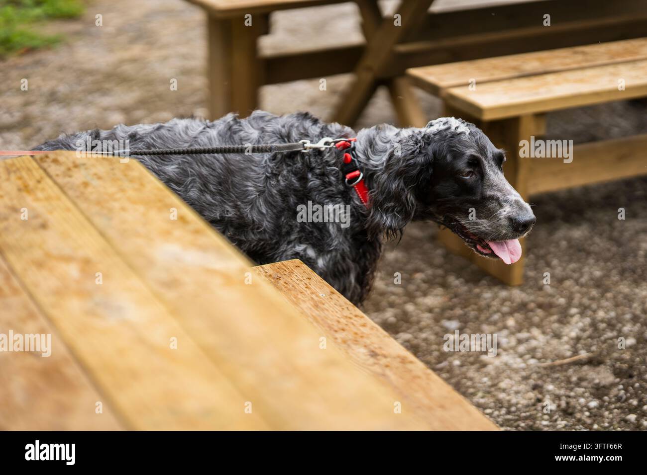 Englischer Cocker Spaniel mit einem schwarz-grauen Scheckenfell, der ein Halsband und eine Leine trägt, geht neben einem hölzernen Picknicktisch in einem Außenbereich. Stockfoto