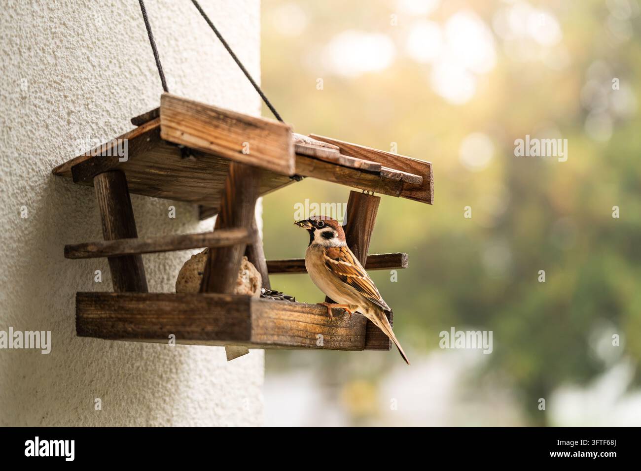 Eurasischer Baumspatz (Passer montanus) sitzt auf einem rustikalen Holzvogelhäuschen, das an einer Hauswand hängt, Herbsthintergrund sanft unscharf, Österreich Stockfoto