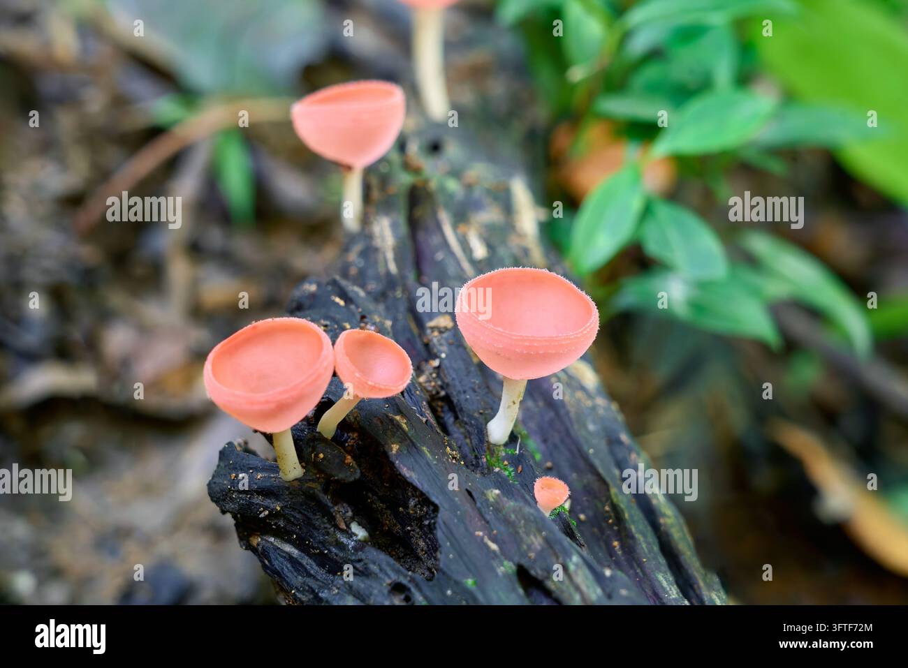 Hochauflösende Makrofotografie von rosa Champagnerbecherpilzen (Cookeina sulcipes), die auf einem verrottenden Baumstamm in einem tropischen Regenwald wachsen. Darstellung feiner Mic Stockfoto