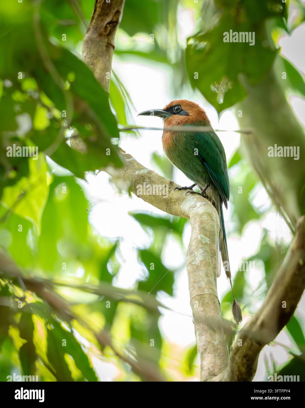 Breitschnabelmotmot (Electron platyrhynchum) sitzt in seinem natürlichen Lebensraum in Costa Rica. Stockfoto