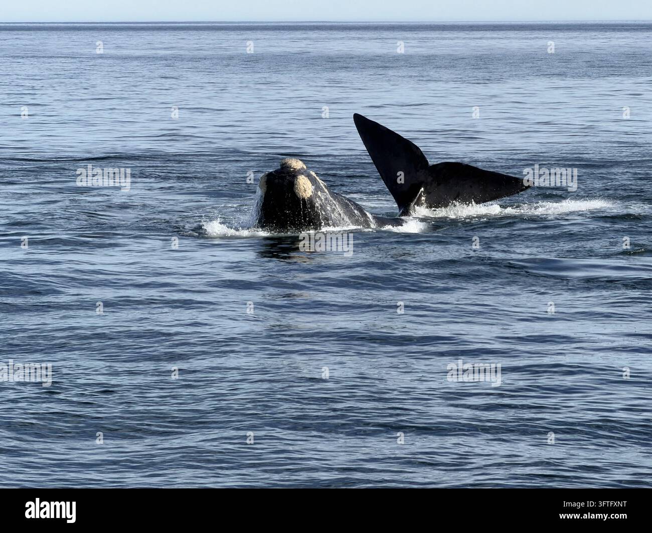 Zwei Südliche Rightwale, die gemeinsam an der Oberfläche schwimmen, fotografiert in Hermanus an der Walker-Bucht, Westkap, Südafrika. Stockfoto