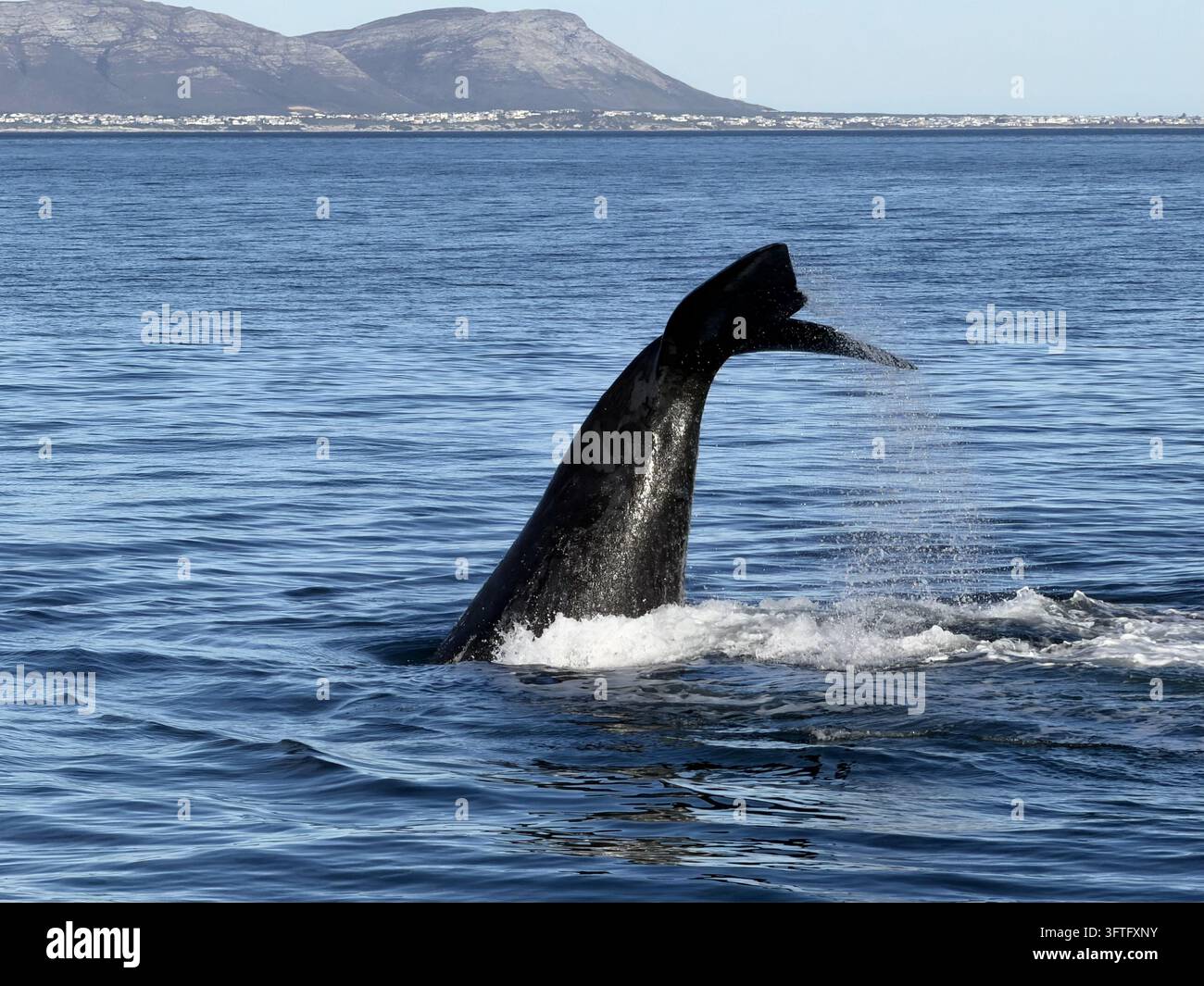 Südlicher Glattwals, der sich aus der Walker-Bucht erhebt, fotografiert in Hermanus an der Walker-Bucht, Westkap, Südafrika. - Smartphone-aufgenommenes Stockfoto