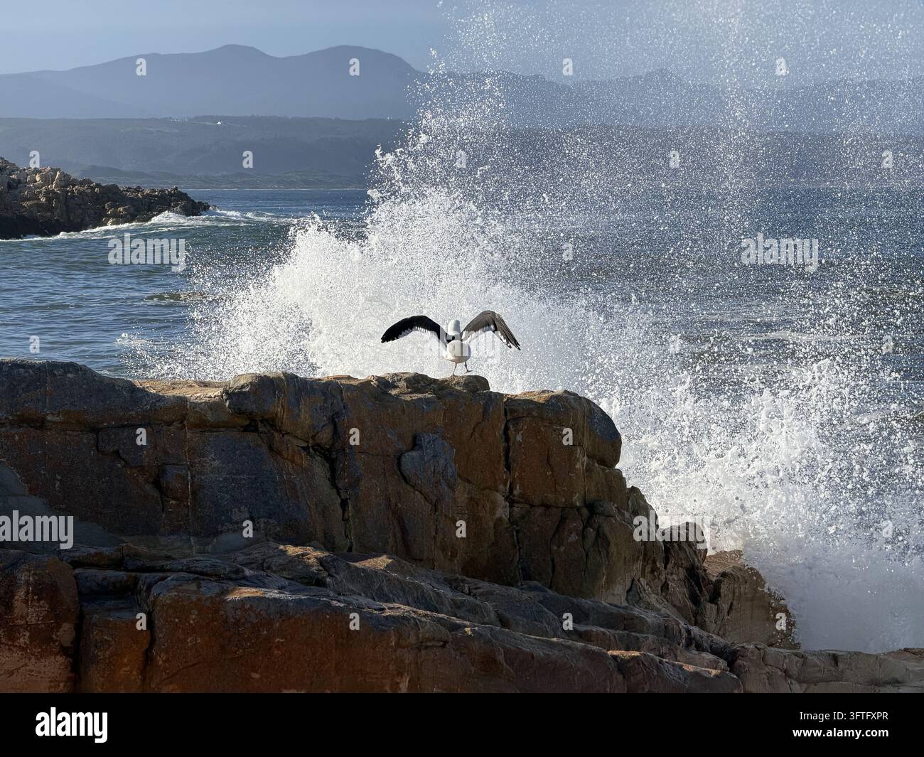 Meeresvögel, die durch Ozeanspritzer fliegen, fotografiert an der Küste von Plettenberg Bay an der Garden Route Südafrikas. - Smartphone-aufgenommenes Stockfoto