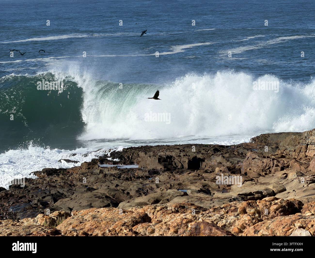 Seevögel, die über einer brechenden Welle in Plettenberg Bay fliegen, fotografiert an der Küste von Plettenberg Bay an der Garden Route Südafrikas. - Smartphone-aufgenommenes Stockfoto