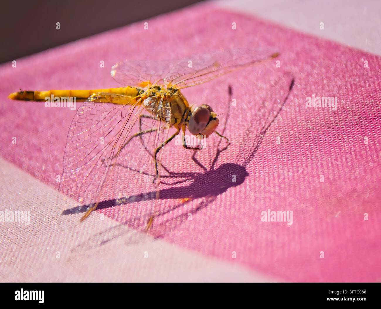 Rot-veined Darter Libelle Stockfoto