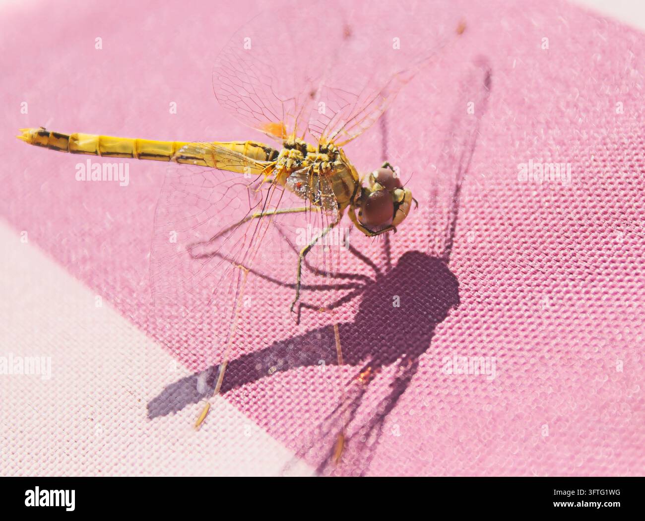 Rot-veined Darter Libelle Stockfoto