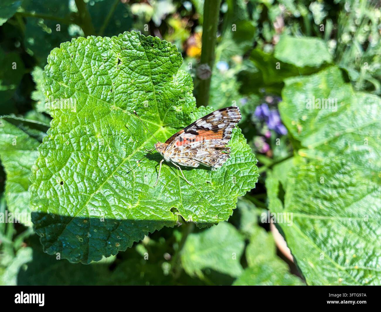 Ein Schwalbenschwanzfalter (Vanessa cardui) ruht auf einem Stockrosenblatt und zeigt sein gesprenkeltes Unterflügel, London, UK Stockfoto