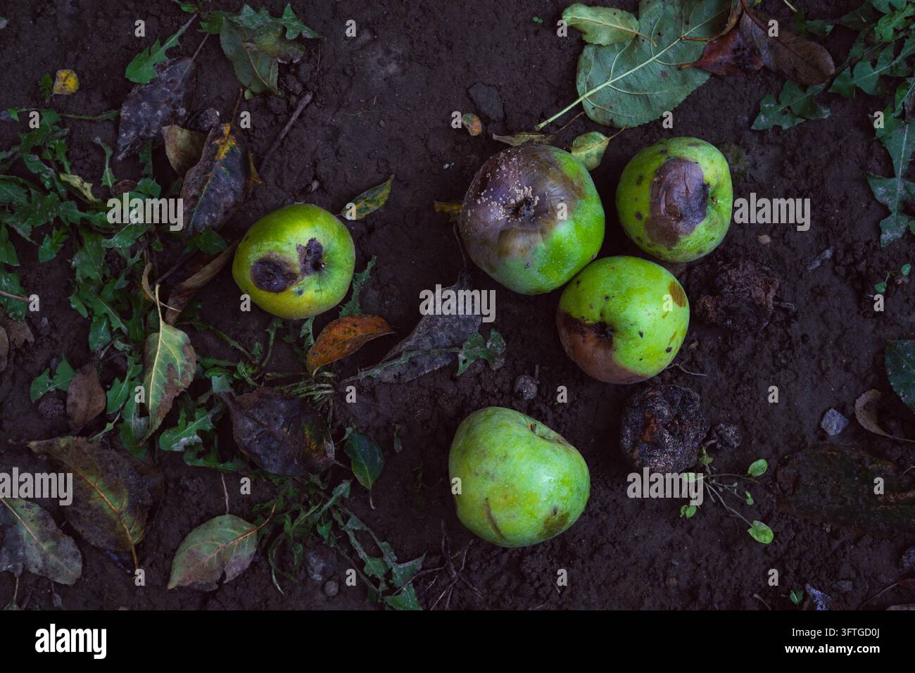 Gefallene Äpfel, die auf dunklem Gartenboden zwischen Herbstblättern verstreut liegen Stockfoto