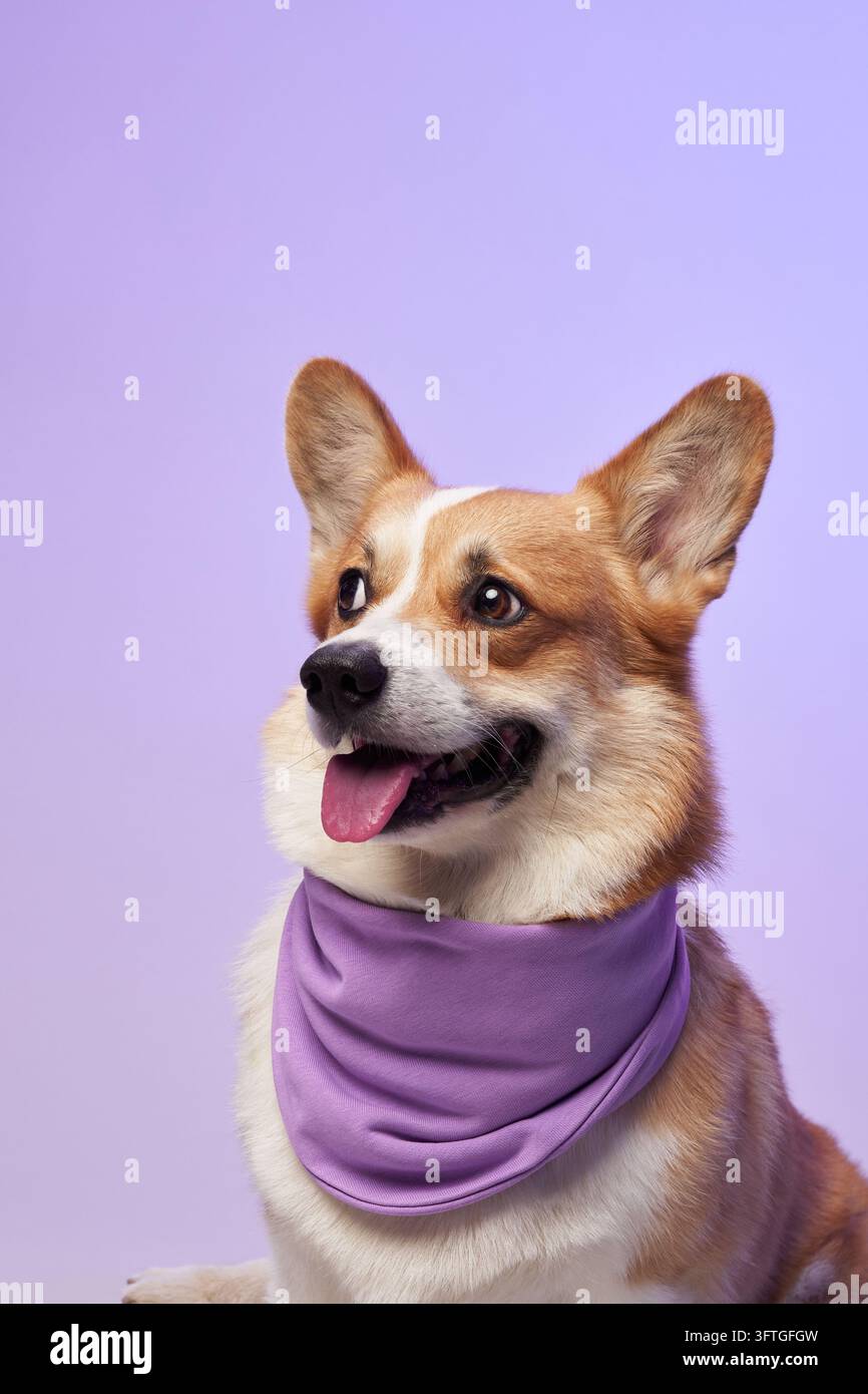 Der Hund sitzt mit geöffnetem Maul in einer verspielten Ausdrucksweise und trägt einen violetten Schal. Sein Fell kontrastiert mit der hellen und kräftigen Farbpalette. Stockfoto