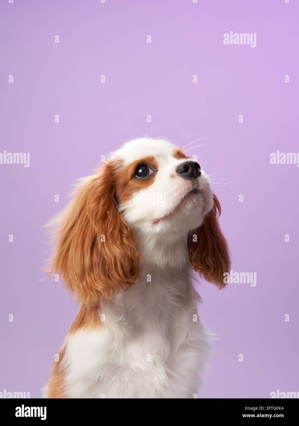 Ein Cavalier King Charles Spaniel wird beim Blick nach oben vor einem weichen lila Hintergrund eingefangen. Das seidige Fell und das neugierige Auftreten des Hundes schaffen eine Stockfoto