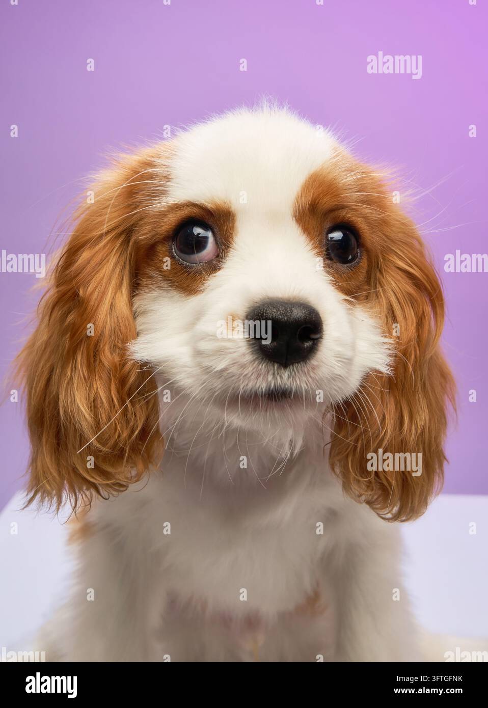 Der Cavalier Spaniel sieht überrascht aus, während er unter diffuses Licht nach vorne schaut. Stockfoto