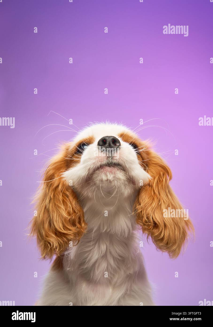 Der junge Hund der Rasse Cavalier Spaniel hebt sein Kinn, während er nach oben blickt, die Ohren umrahmen seinen Kopf. Stockfoto