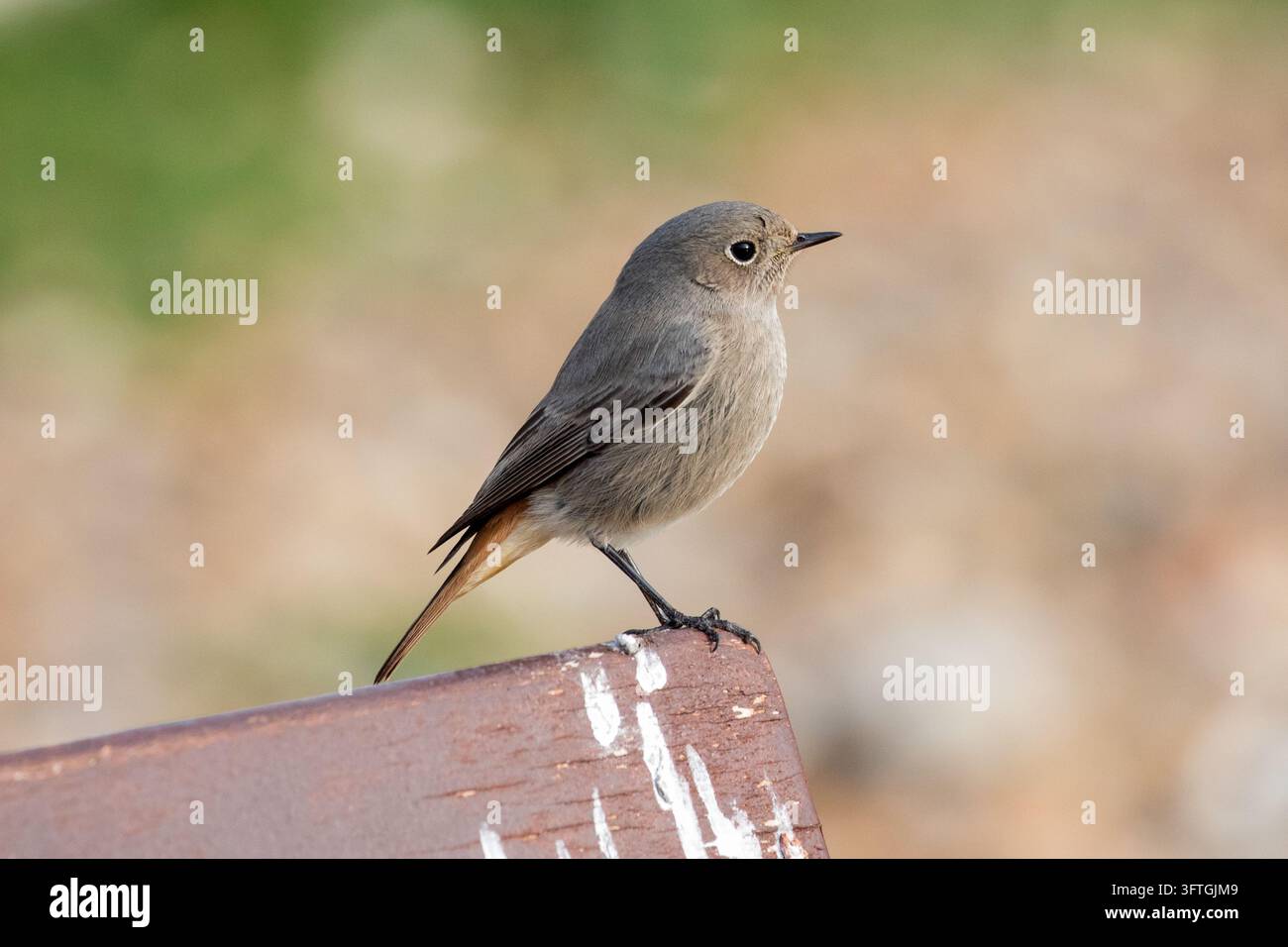 Ein weiblicher Schwarzrotkehlchen sitzt aufmerksam auf der hölzernen Kante einer Parkbank und zeigt seine charakteristischen rotorangen Untersteißfedern. Stockfoto