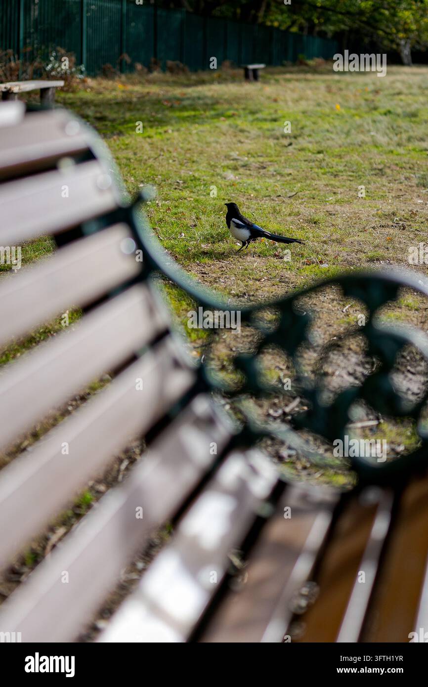 Eurasische Elster wurde auf dem Gras neben einer Parkbank während des Herbstes in Birmingham gesichtet Stockfoto