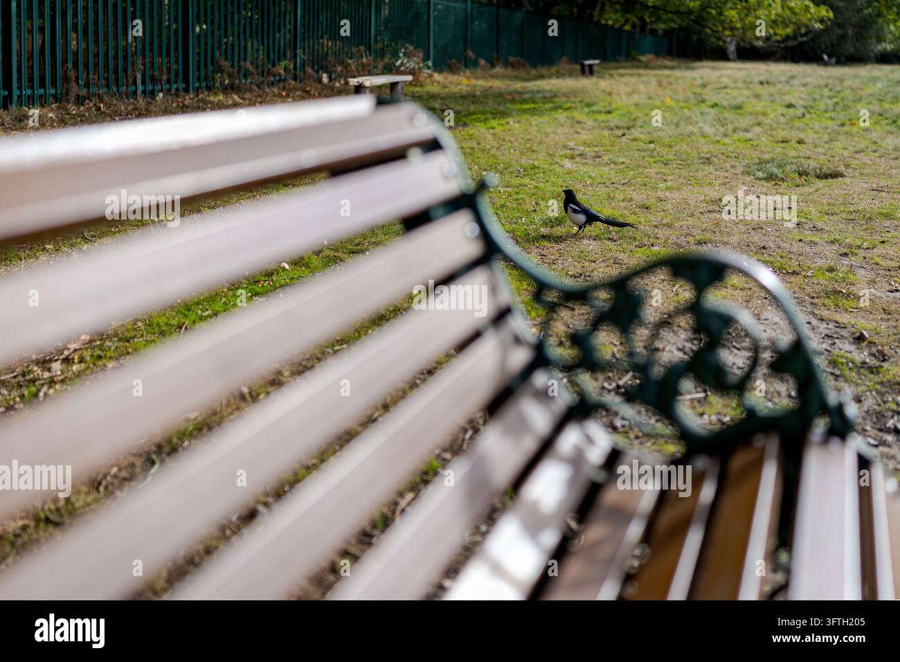 Eurasische Elster wurde auf dem Gras neben einer Parkbank während des Herbstes in Birmingham gesichtet Stockfoto