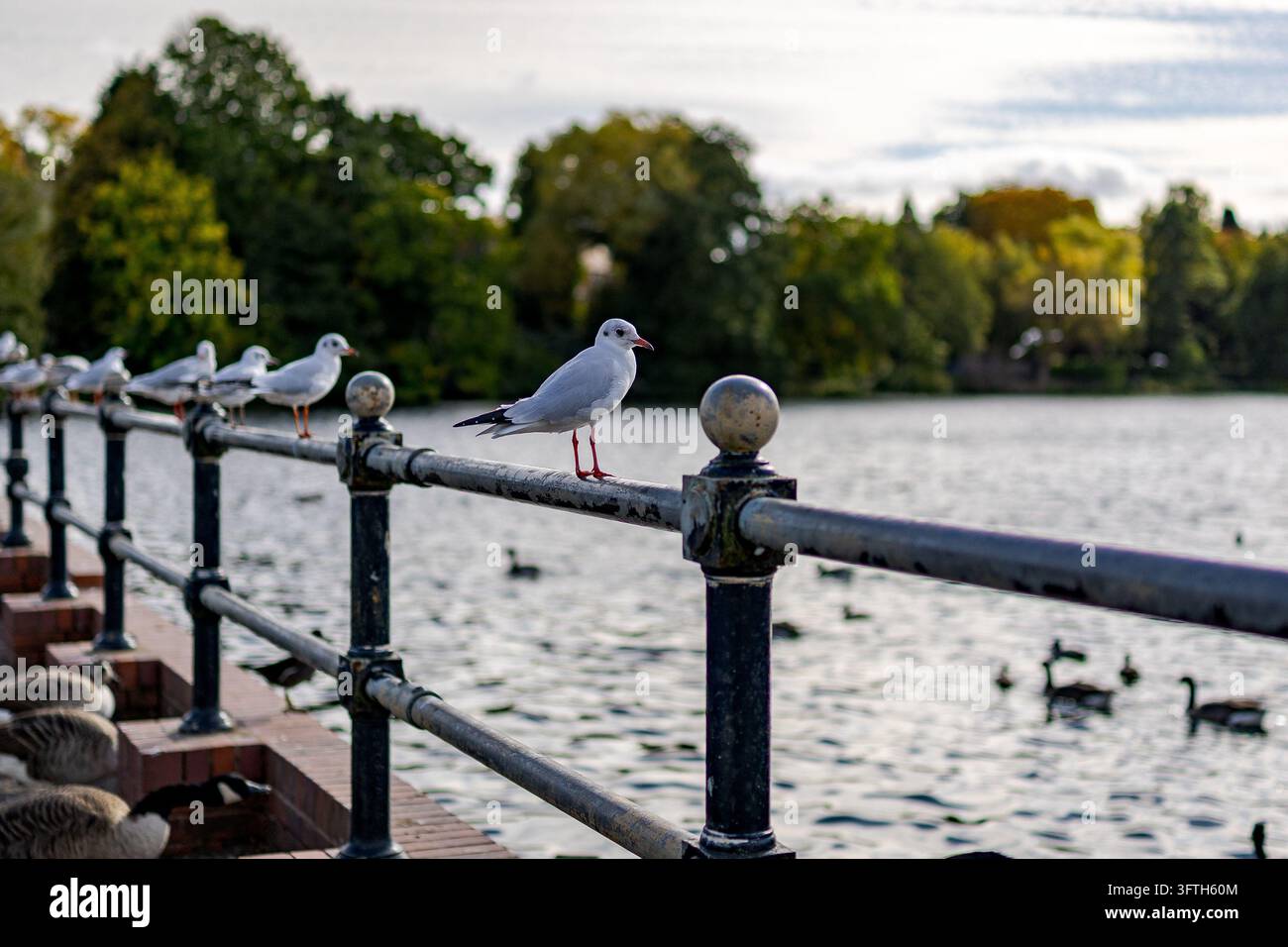 Eine Gruppe von Möwen mit schwarzem Kopf (Chroicocephalus ridibundus) sitzt an Metallgeländern mit Blick auf einen See, während Enten und andere Wasservögel dahinschwimmen Stockfoto