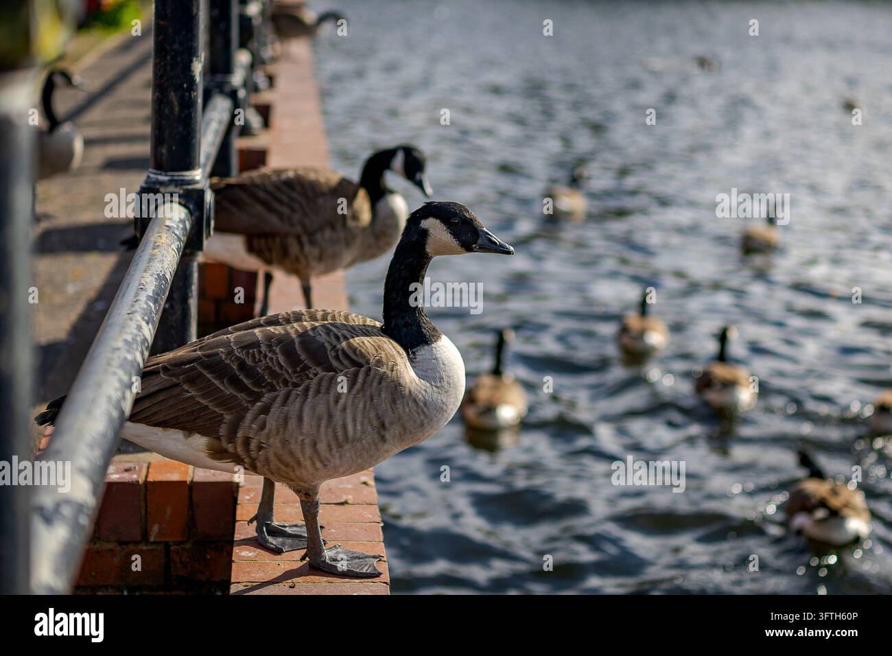 Eine Kanadagans (Branta canadensis) steht auf einer Ziegelsteinstrecke am Seeufer neben Metallgeländern, während mehrere andere Gänse über das Wasser schwimmen und sich versammeln Stockfoto