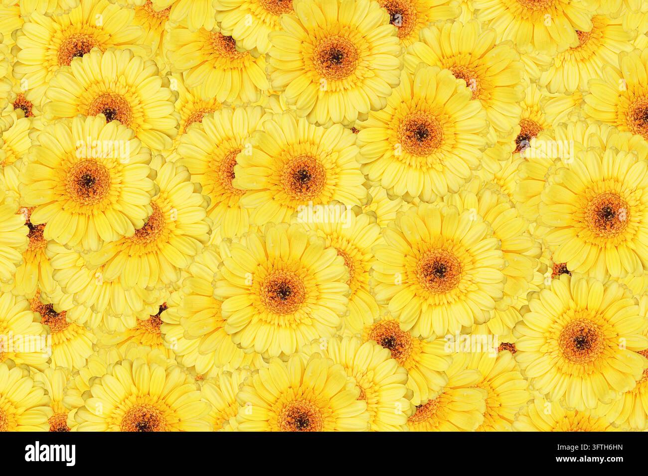 Dichtes Muster aus hellgelben Gerbera-Gänseblümchen mit orangefarbenen Mittelpunkten. Fröhlicher Blumenhintergrund mit überlappenden Blütenblättern und sonnigen Sommerfarben. Stockfoto