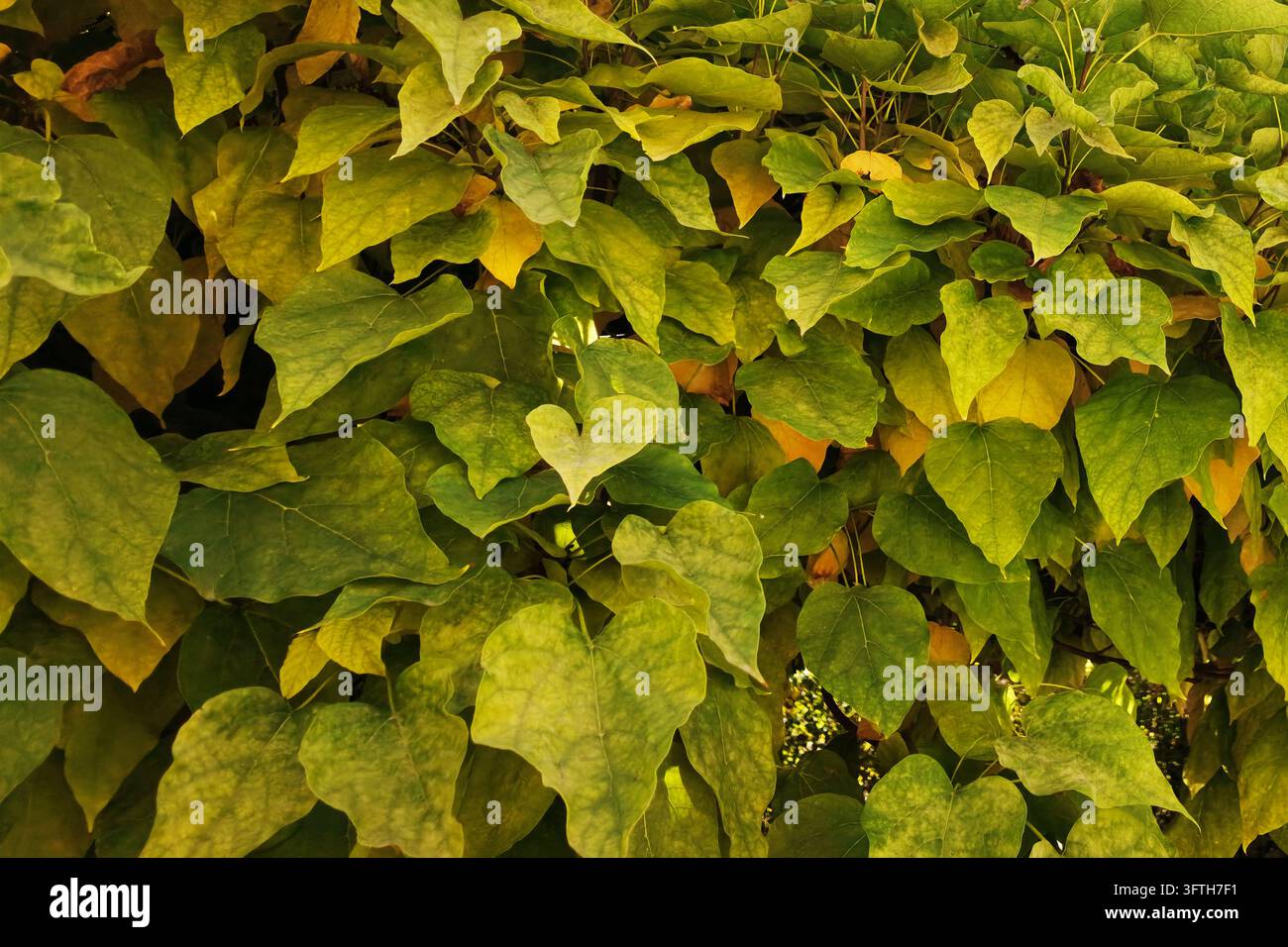 Nahaufnahme der Blätter an einem Baum im frühen Herbst, mit grünen und gelben Blättern. Stockfoto