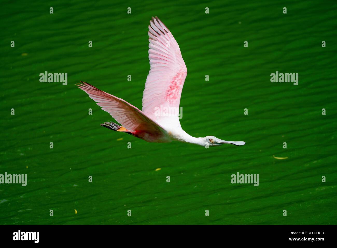 Rosenplatei (Platalea ajaja) fliegt mit vollständig ausgebreiteten Flügeln in ihrem natürlichen Lebensraum in Costa Rica. Stockfoto