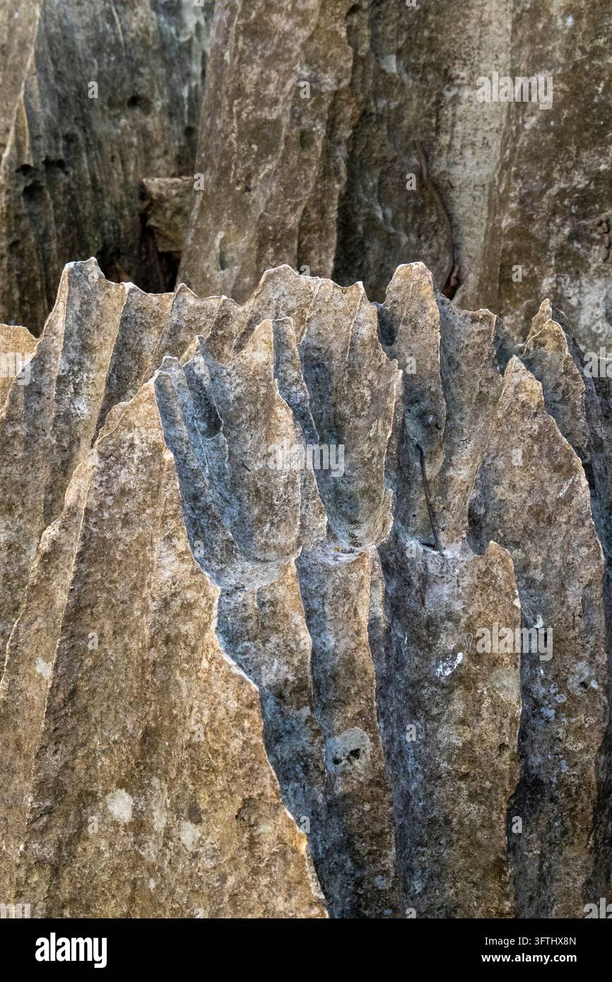 Nahaufnahme von schlanken, fingerartigen Kalksteinspitzen, die aus dem erodierten Gestein im Petit Tsingy, Melaky, Petit Tsingy, Madagaskar aufragen Stockfoto