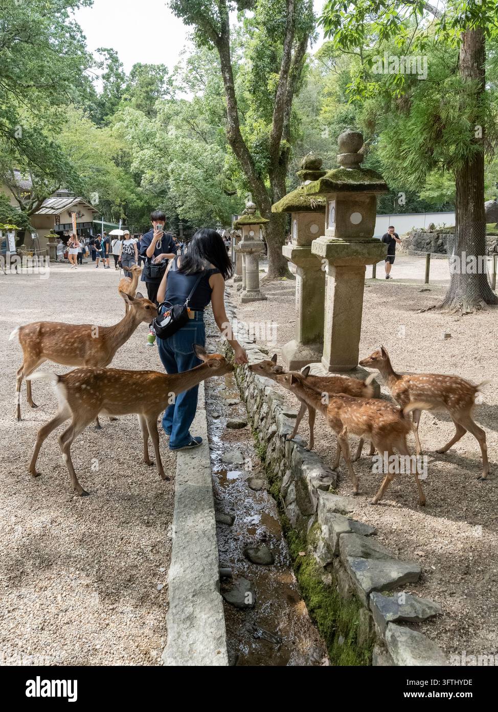Besucher interagieren mit gescheckten Hirschen entlang eines steinernen Weges in einem bewaldeten Park in Nara, Japan Stockfoto