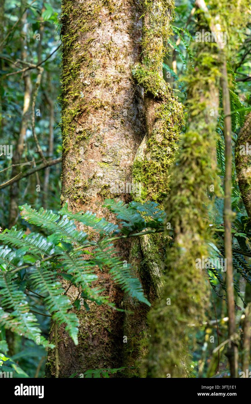Moosbedeckte Baumstämme, umgeben von Farnen, in einem dichten tropischen Regenwald, Haute Matsiatra, Ranomafana, Madagaskar Stockfoto