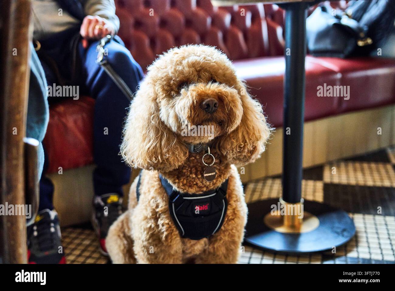Lockiger brauner Hund mit schwarzem Geschirr sitzt in einem stilvollen Café oder Restaurant und schaut direkt in die Kamera. Stockfoto