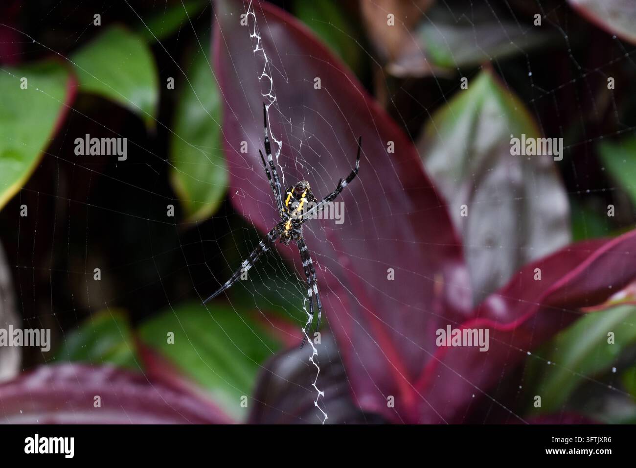 Goldene Radnetzspinne im Netz zwischen roten Blättern, Maui Stockfoto