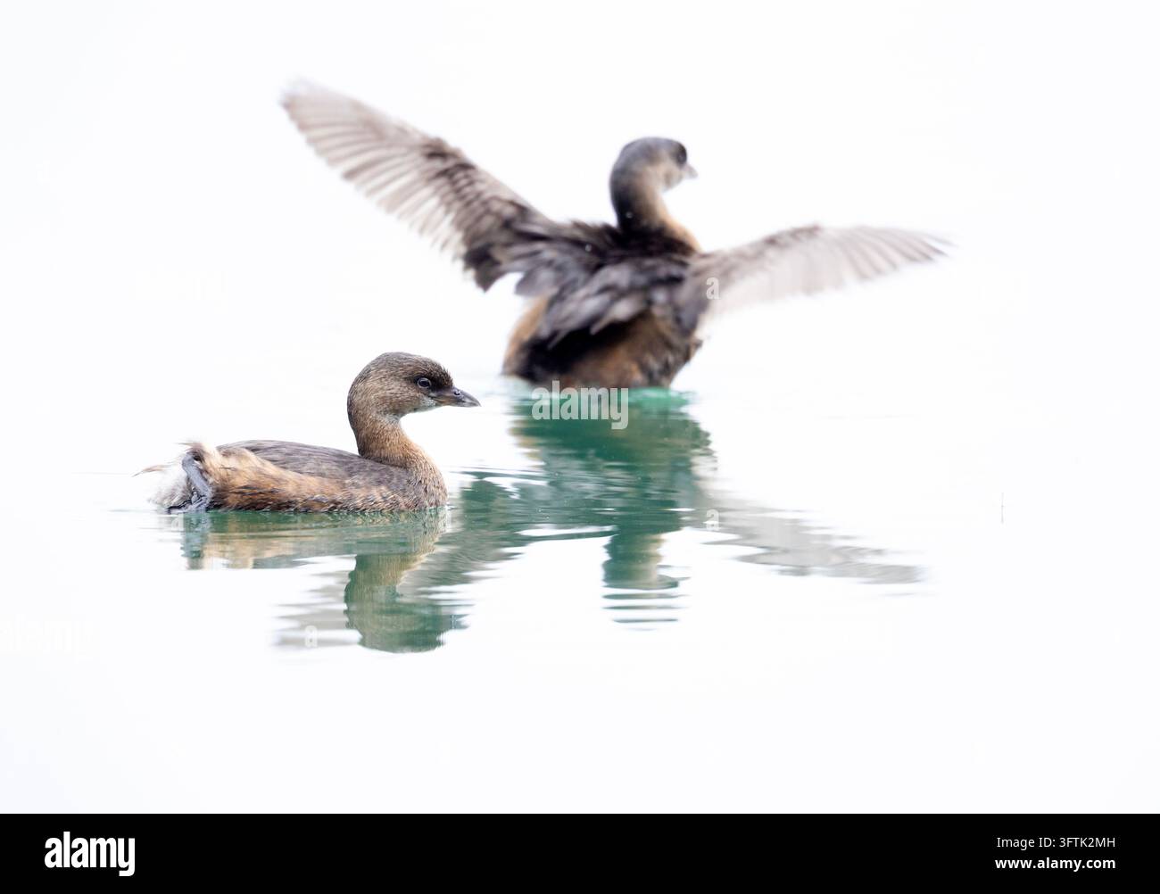 Schmal-schnabel-Schnabeltaucher scharf im Vordergrund, ein weiterer im Hintergrund mit flatternden Flügeln Stockfoto