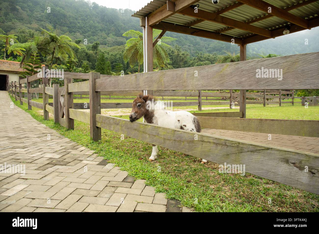 Miniaturpferd steht an einem Holzzaun in einer Ranch-Umgebung Stockfoto