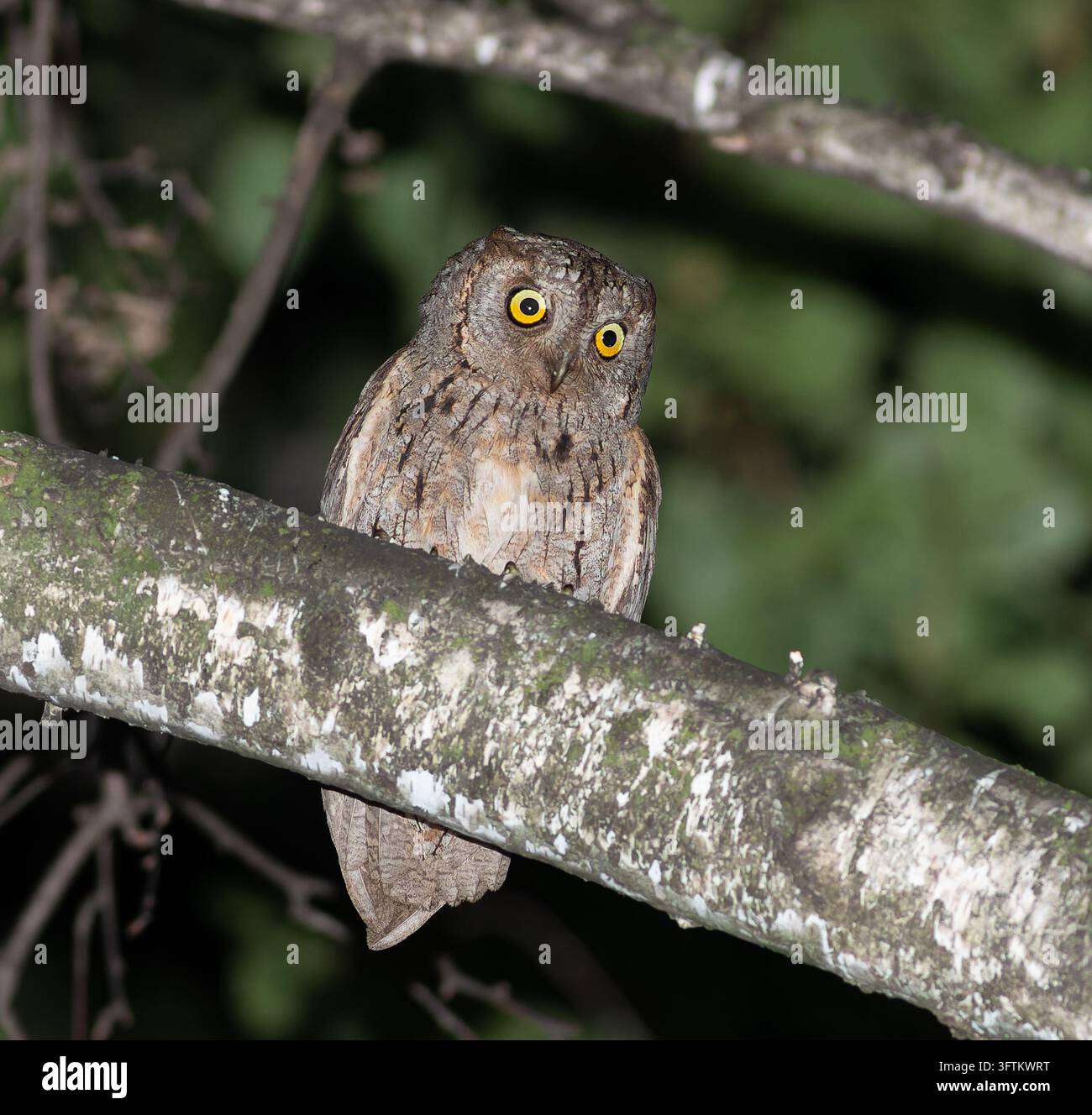 Dieses Bild zeigt eine der kleinsten Eulen Europas, die Zwergohle (Otus scops), die in der Dämmerung auf einem Ast sitzt. Die bescheidene Größe des Vogels (etwa 19- Stockfoto