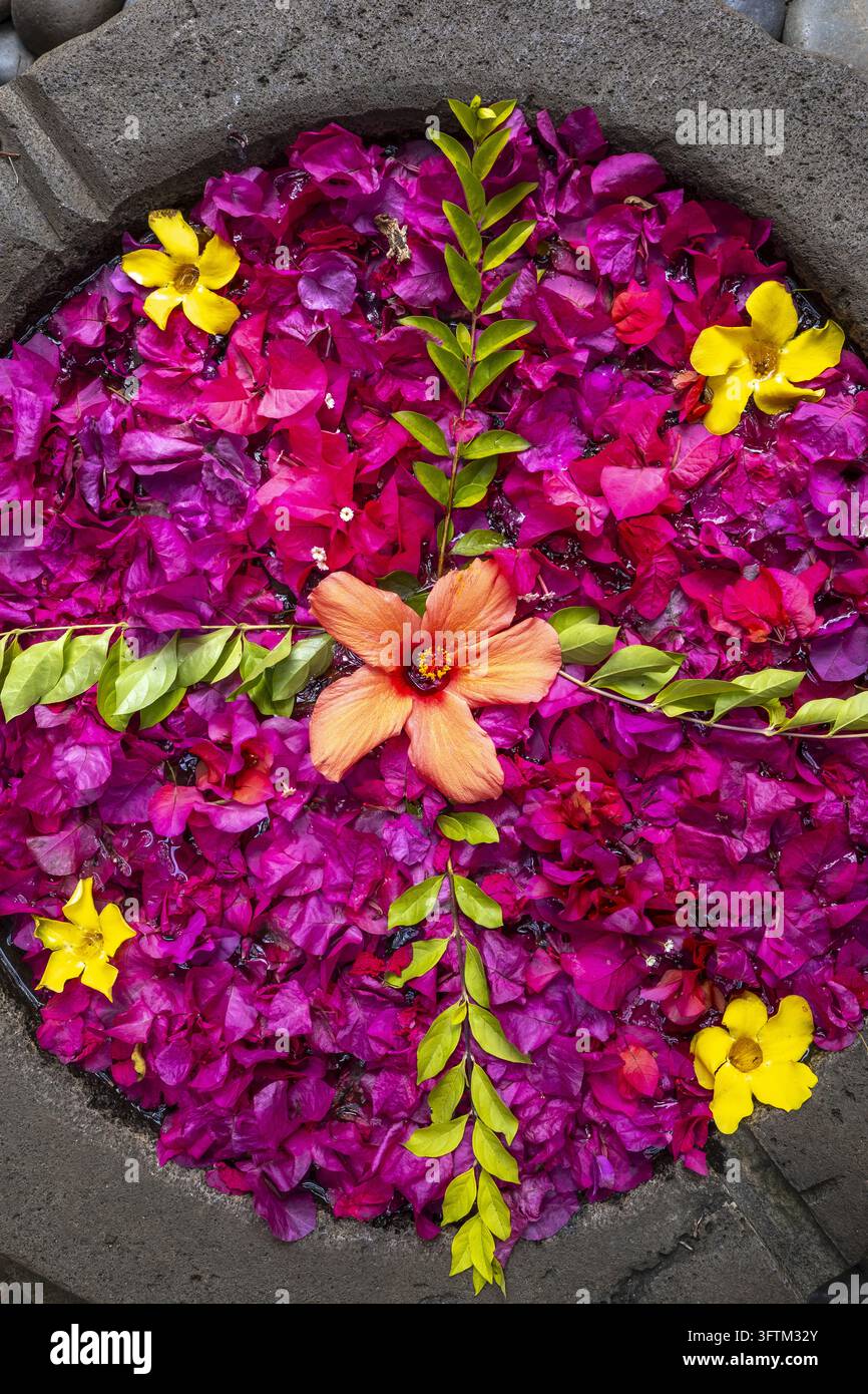 Dieses Foto, das auf Mauritius aufgenommen wurde, zeigt einen orangefarbenen Hibiskus, lila Bougainvilleen und gelbe Allamandas. Stockfoto
